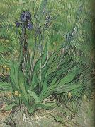 Vincent Van Gogh The Iris (nn04) Norge oil painting reproduction